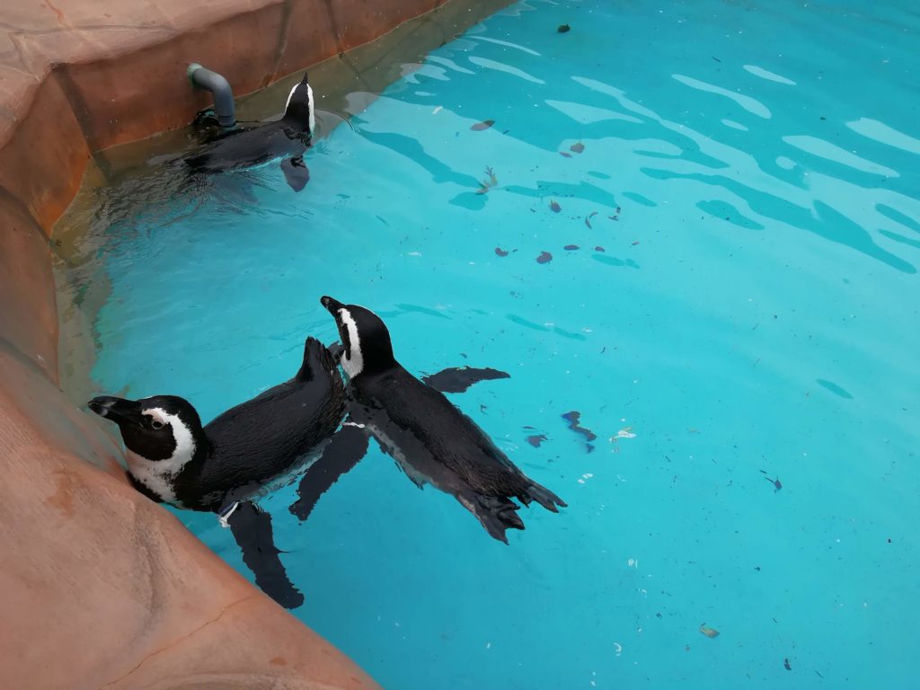 ヨーデルの森　ペンギン画像